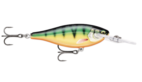 Shad Rap Elite 55 Gilded Perch